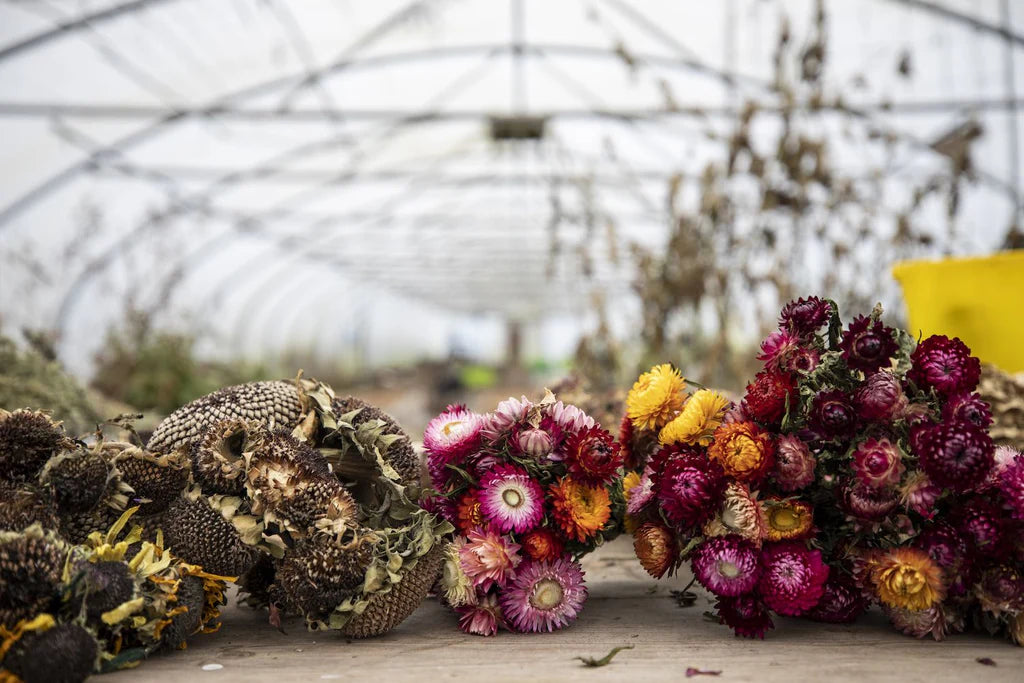 Dried Flowers