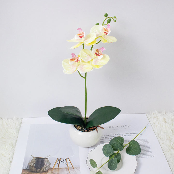 Elegant Orchid Bonsai Set for Home Decor