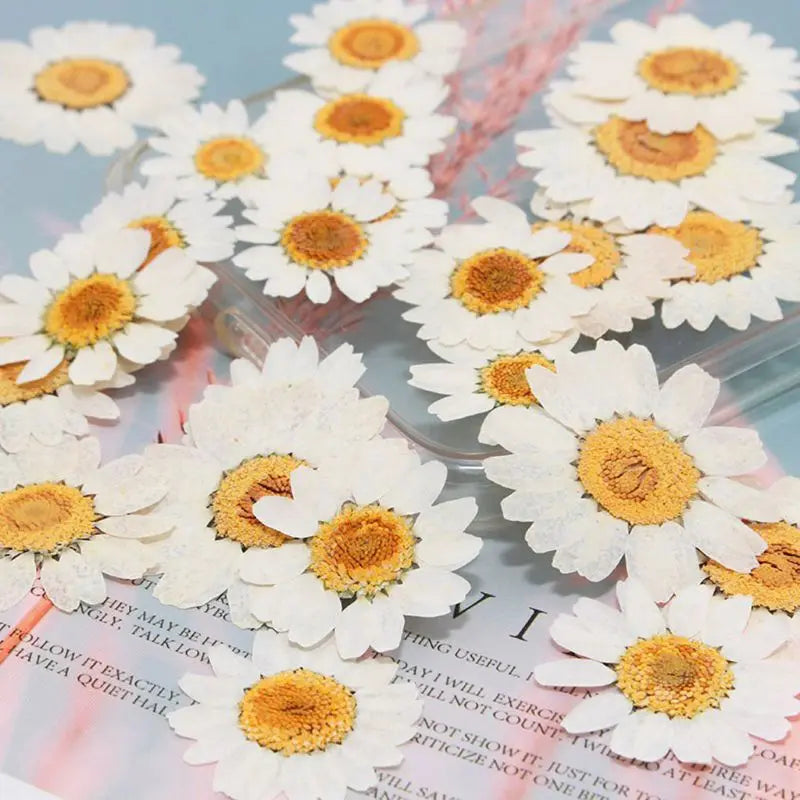 White Daisy Pressed Flowers - 100 Pcs Natural Dried Floral Embellishments