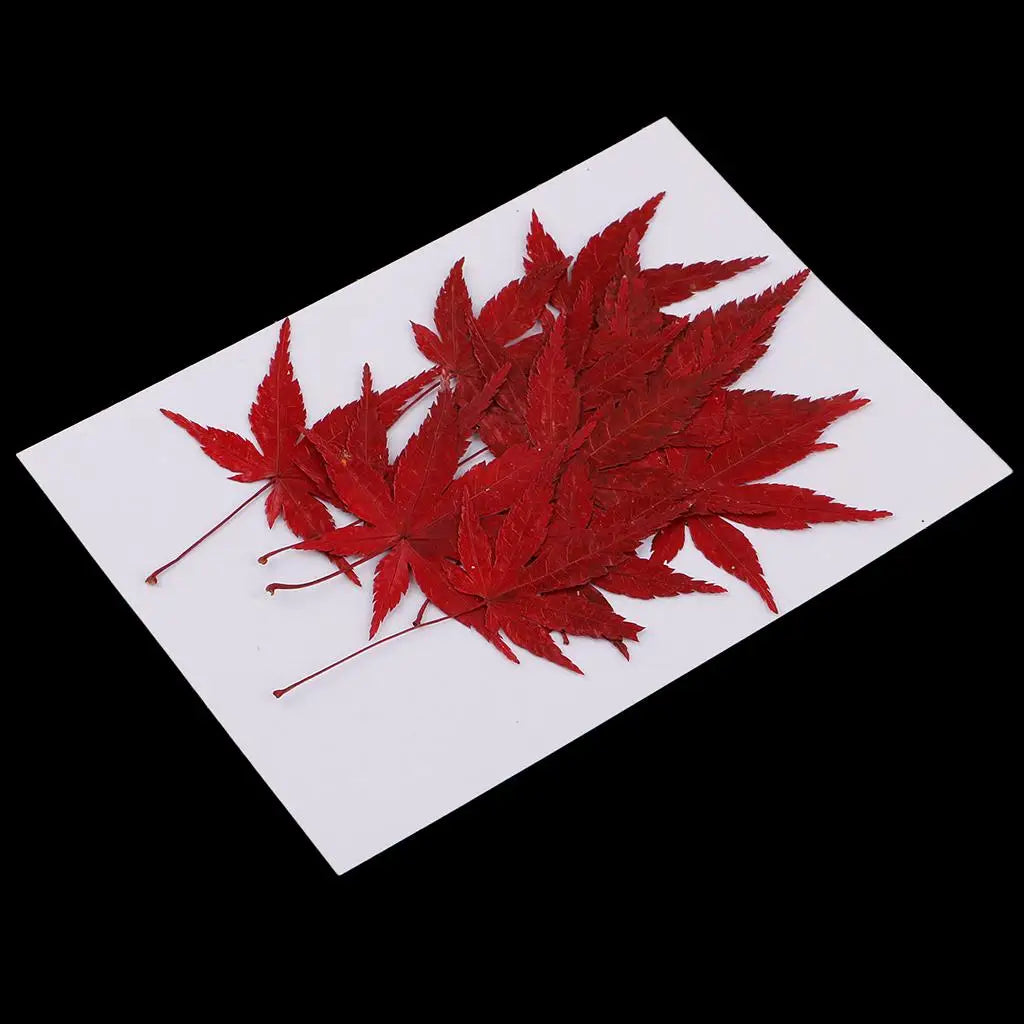 Maple Leaf Dried Flower Embellishments Set for DIY Crafts and Decor 1.57-1.77 inch