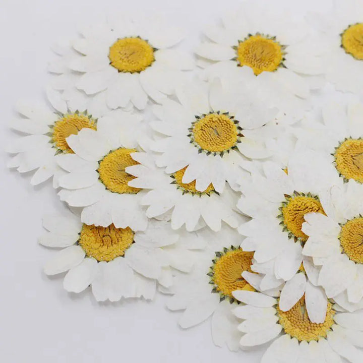 White Daisy Pressed Flowers - 100 Pcs Natural Dried Floral Embellishments