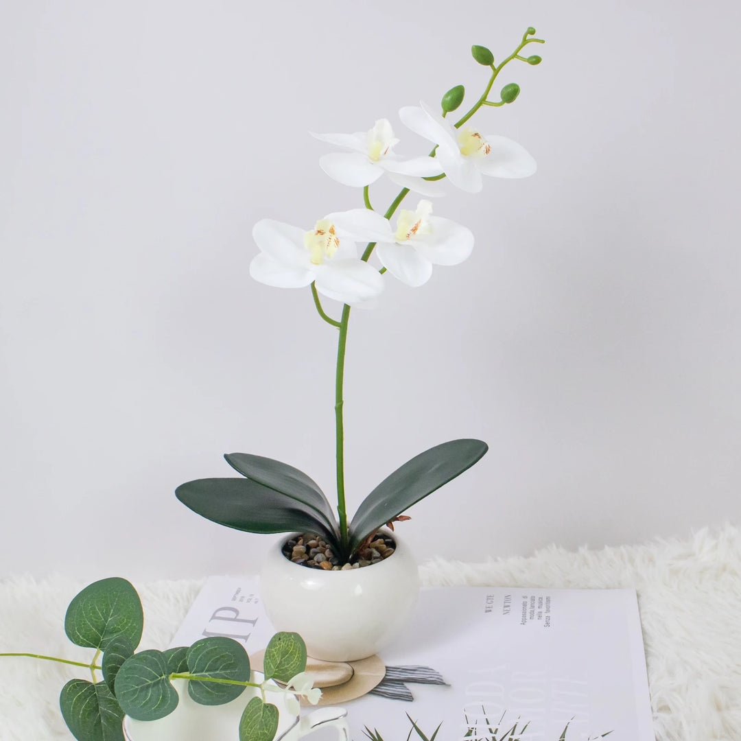 Elegant Orchid Bonsai Set for Home Decor