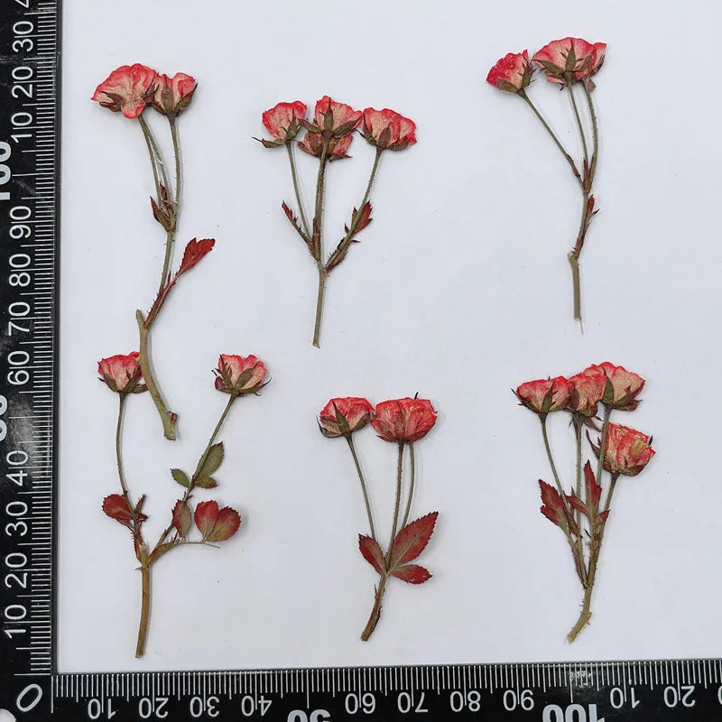 36pcs Handpicked Chinese Rose Buds Dried Flowers DIY Kit