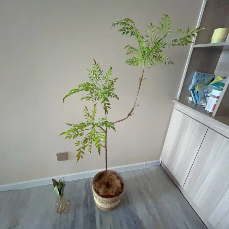 Tropical Bamboo Leaf Bonsai Tree for Home Decor