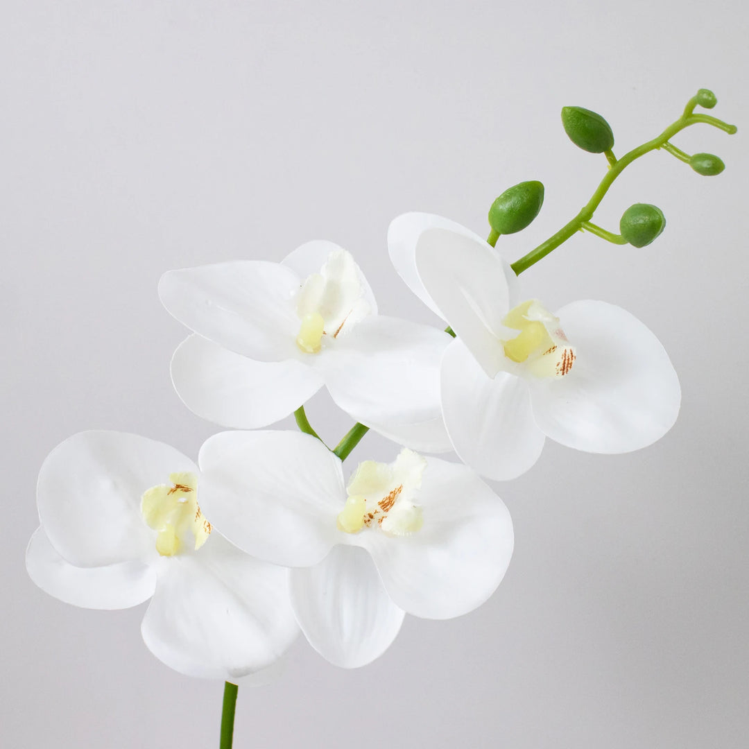 Elegant Orchid Bonsai Set for Home Decor