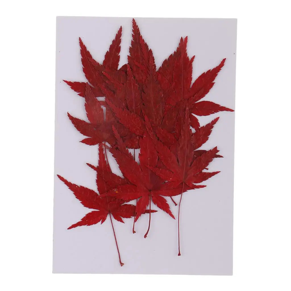 Maple Leaf Dried Flower Embellishments Set for DIY Crafts and Decor 1.57-1.77 inch