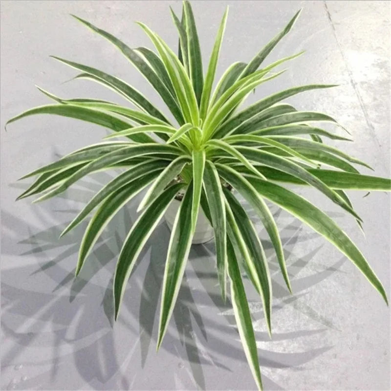 Artificial Chlorophytum Silk Plant - 30cm Tall Indoor Table Decoration