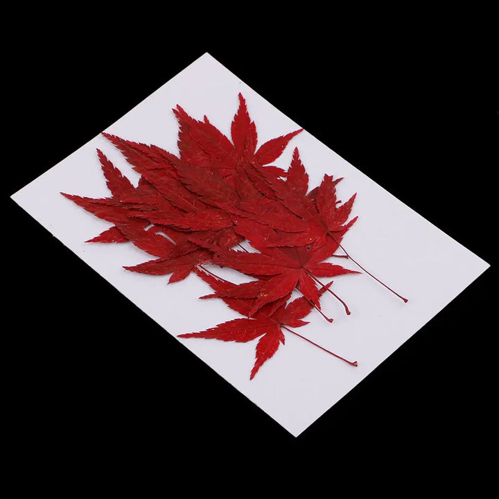 Maple Leaf Dried Flower Embellishments Set for DIY Crafts and Decor 1.57-1.77 inch