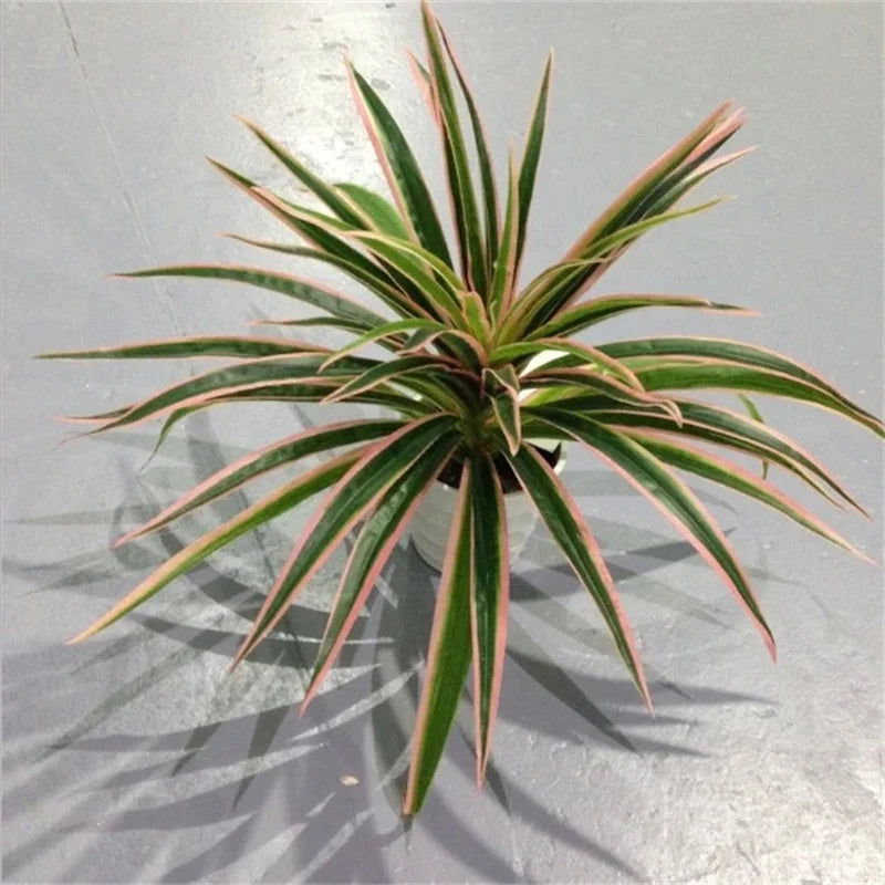 Artificial Chlorophytum Silk Plant - 30cm Tall Indoor Table Decoration