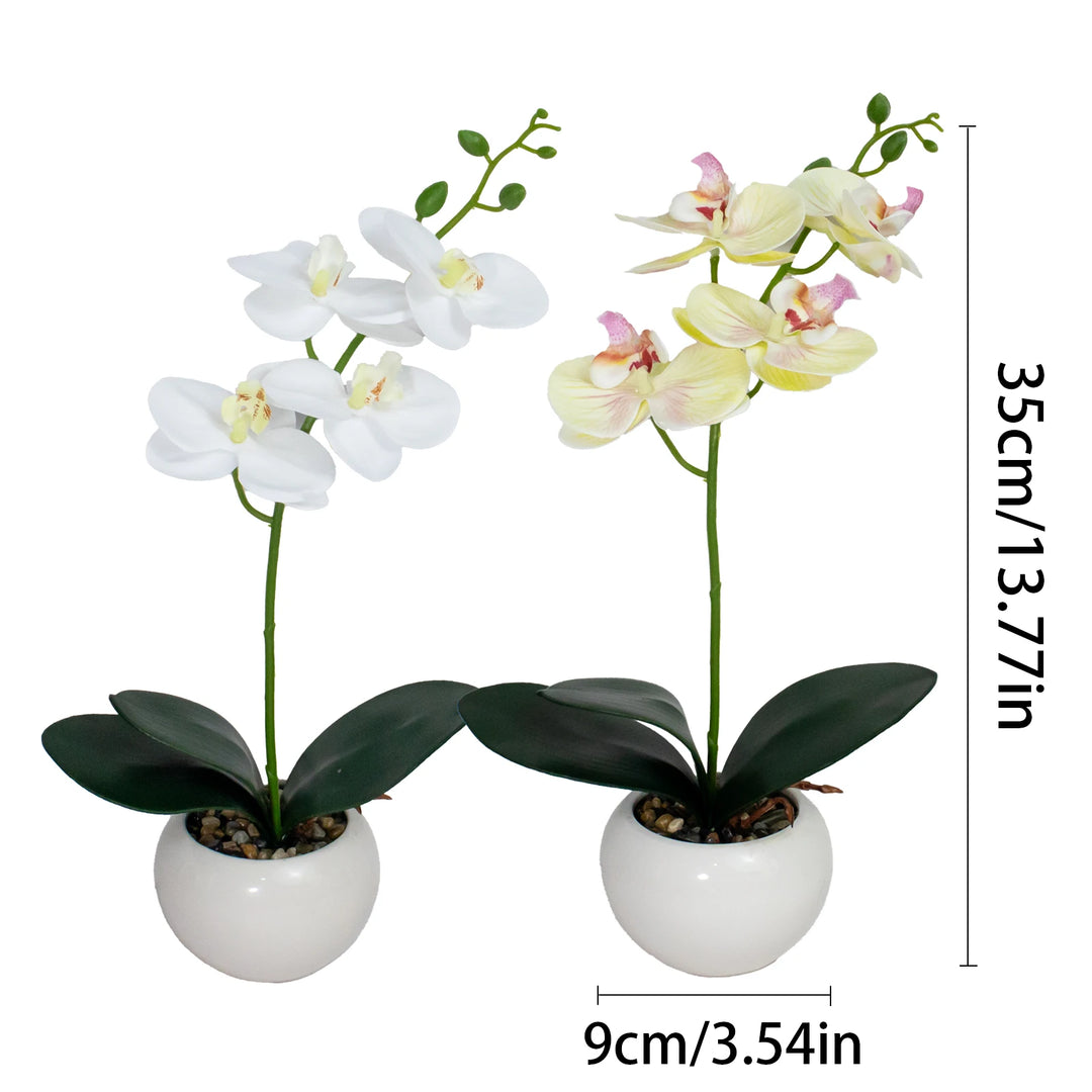 Elegant Orchid Bonsai Set for Home Decor